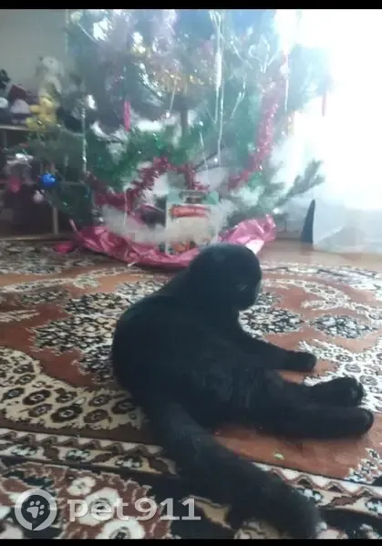 Пропал кот, улица Герцена, 12, Сызрань - чёрный вислоухий шотландец - photo