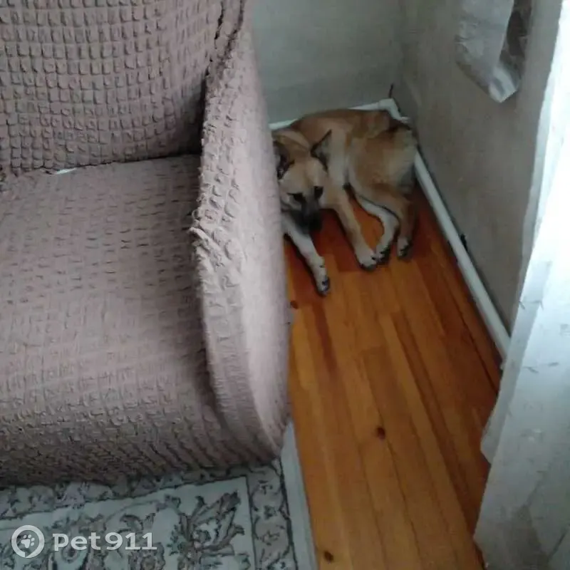 Пропала собака, женский пол, Троице-Сельцо, Московская область - рыжая, с тёмной мордочкой - photo