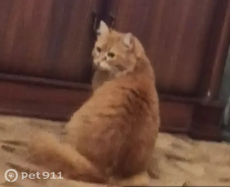 Пропала кошка, улица Юфимцева, 1, Ростов-на-Дону - окрас рыжий, кличка Соня - photo