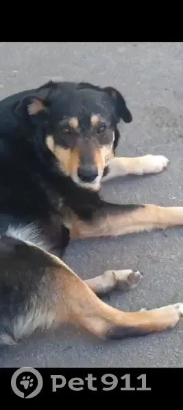 Пропала собака, Ватная улица, городской округ Орёл - возможно вывезли в другой район - photo