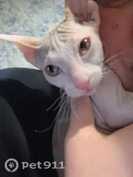 Пропала кошка, улица Николая Семёнова, Тюмень - розоватая черепахового окраса - photo