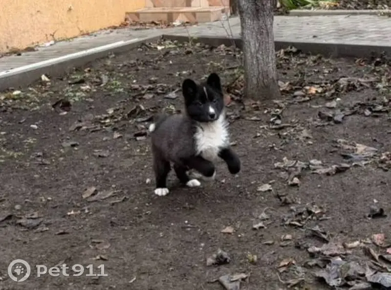 Пропал собака, Плодоносный, Краснодарский край - черно-белый окрас, сбежал с ул. Авиаторов - photo