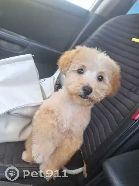 Пропала собака, Красная Поляна - светло-бежевая, кличка Джена - photo