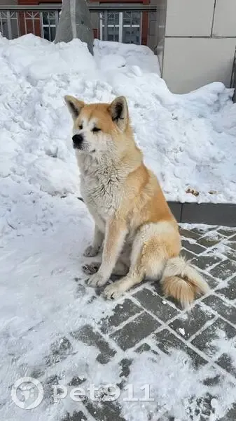 Пропала собака акита ину, улица Павлова, 38, Челябинск - photo
