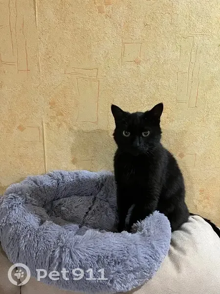 Пропал кот, улица Юности, 10, Ярославль - черный с зелеными глазами - photo