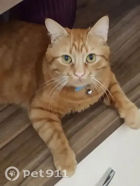 Пропал кот, Корочанская улица, Белгород - правое ушко с дефектом - photo