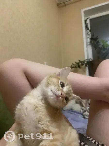 Пропала кошка, улица Можайского, 6, Красноярск - шустрая, светло карие глаза - photo