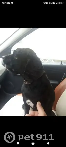 Пропал собака, Шунга, Костромская область - дружелюбный спаниель Крекер - photo