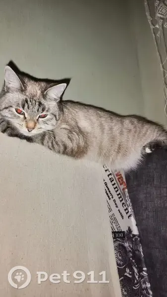 Пропала кошка, Садовая улица, 33, Ржев - белосерая игривая - photo