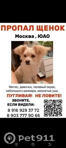 Пропала собака, улица Борисовские Пруды, 20 к1, Москва - щенок в фиолетовом костюме - photo