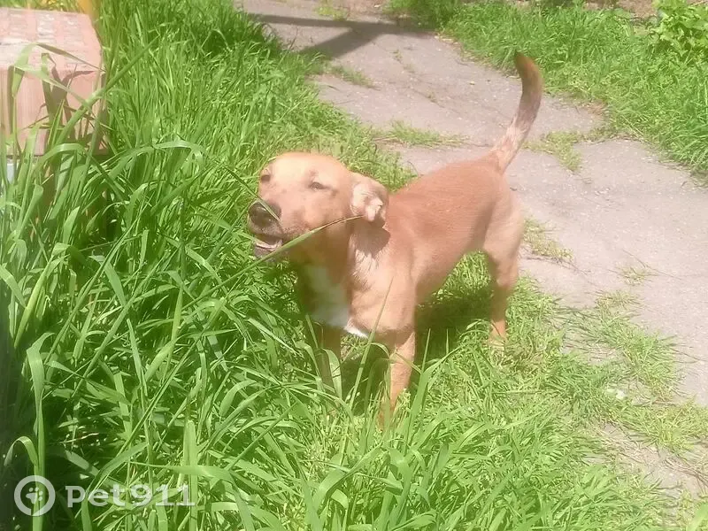 Пропал собака, улица Серова, Краснодар - смесь породы с мордочкой как у таксы - photo