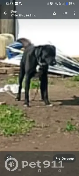 Пропал собака, Струковский сельсовет — лабрадор черный с белым галстуком - photo