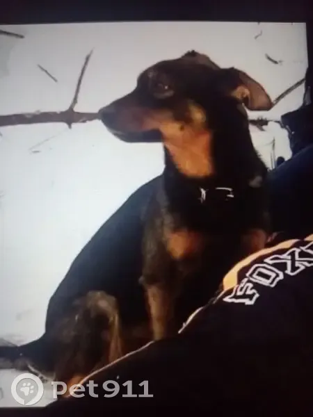 Пропал собака, Магистральное шоссе, 47/2, Комсомольск-на-Амуре - черно-рыжий окрас, 10 лет - photo