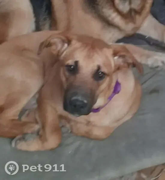 Пропал собака, мужской, улица Свободы, 49, Новороссийск - американский стафф с дворняжкой - photo