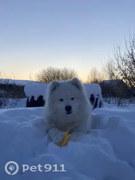 Пропала собака, Петропавловский, Челябинская область - белая, дружелюбная - photo