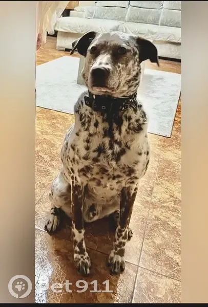 Пропал собака, мужской, Коммунальная улица, 8, Балаково - пятнистый белый с коричневыми пятнами - photo