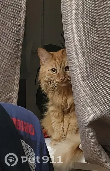 Пропала кошка, улица Кулахметова, Казань - рыжая, пушистая - photo