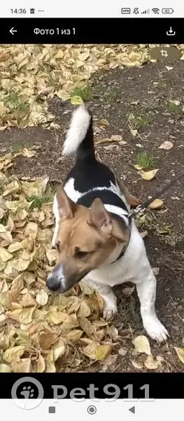 Пропала собака, проспект Гагарина, Оренбург - мальчик по кличке Тим - photo