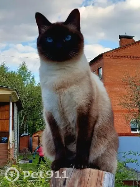 Пропала кошка, 46Н-08935, Булатово - тайская с голубыми глазами - photo