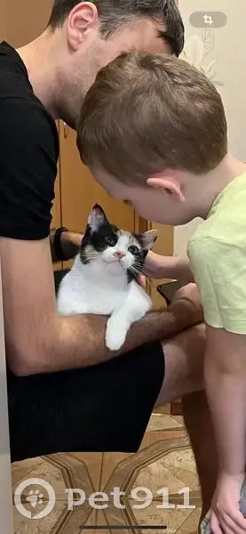 Пропала кошка, улица Бурцева, 22, Санкт-Петербург - трёхцветная, 2 годика - photo