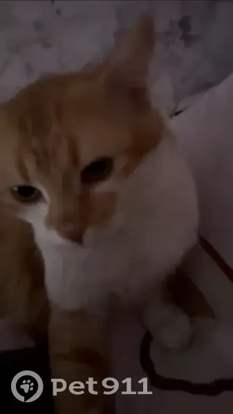 Пропал кот, улица Вотчтова, Нижнедевицк - нуждается в терапии - photo