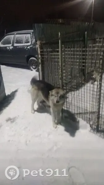 Пропал собака, Липуны, Смоленская область - серый с белым - photo