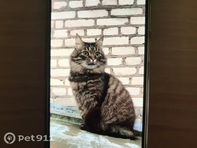 Пропал кот, Железнодорожная улица, Коммунар - сибирский, пушистый с шикарным хвостом - photo