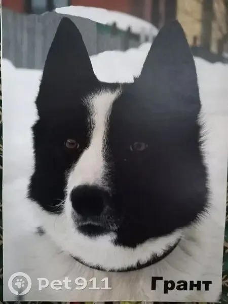 Пропал собака, 78Н-0927, 4, Заволжское сельское поселение, Заволжское - русско-европейская лайка - photo