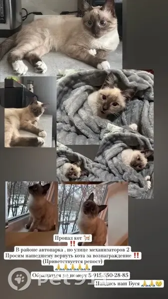 Пропал кот, улица Механизаторов, 2, городской округ Липецк - серо-белый окрас - photo