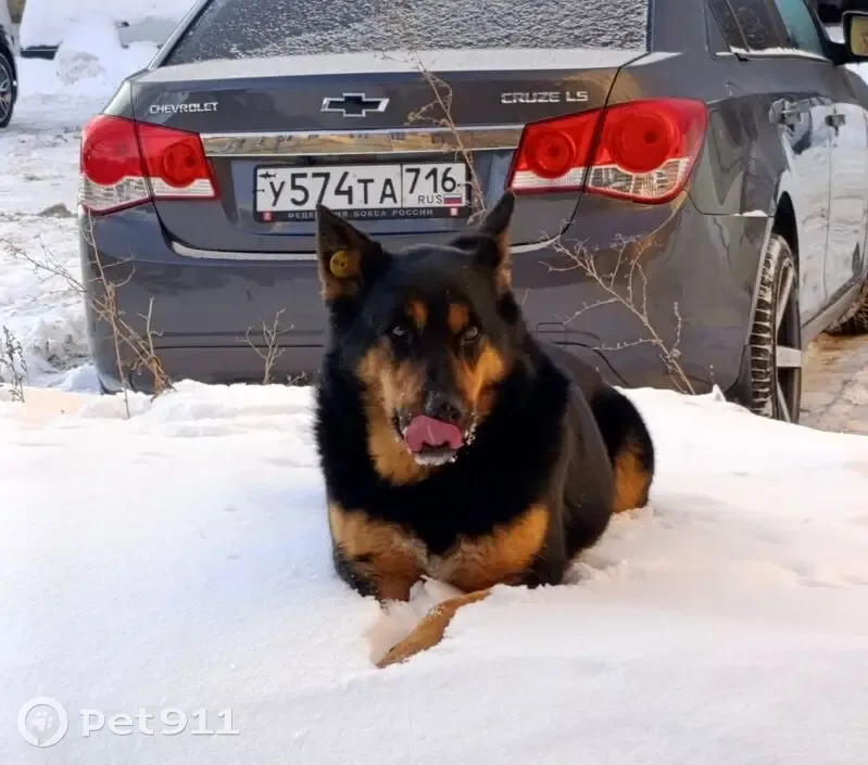 Пропал собака, мужской, улица Степана Халтурина, Казань - photo