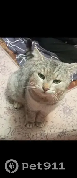 Пропал кот, улица Ивана Сутырина, 23, Кострома - photo