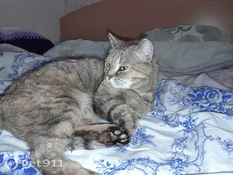 Пропала кошка, Чебоксарская улица, Пермь - серая богатка, зовут Вася - photo