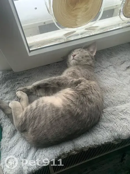 Пропал кот, улица Новаторов, 10, Воронеж - матроскин 9 месяцев - photo