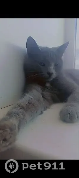 Пропала кошка, Красноармейская улица, 63Б, Бирск - ласковая, с белым пятном на шее - photo