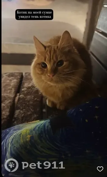 Пропал кот, Соборная улица, Волоколамск - синий ошейник - photo