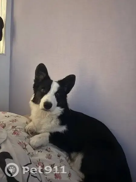 Пропала собака, улица Панина, 31, Ярославль - маленькая и пугливая - photo