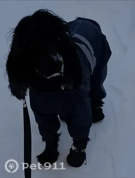 Пропала собака, Слободская улица, 26, Тюмень - черный спаниель, молодая - photo