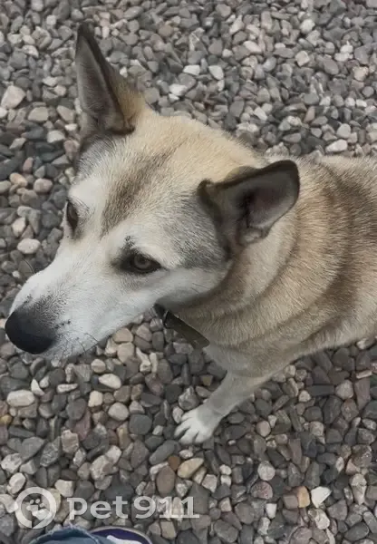 Пропала собака, Пионерская улица, Вичуга - похожа на лайку или хаски - photo