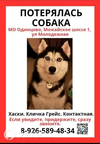 Пропала собака, Можайское шоссе, 1А, Одинцово - зелёная шлейка, голубые глаза - photo