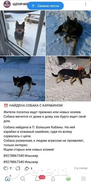 Найден собака, Казань, Татарстан - photo