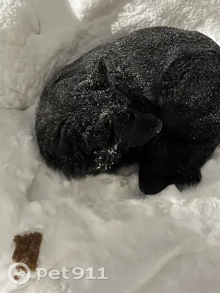 Найден собака мужской, Военный 2-й городок, 118, Казань - чёрная с белым пятном на груди - photo