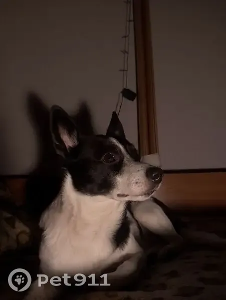 Пропал собака, улица Фурманова, Саранск - вылез из ошейника - photo