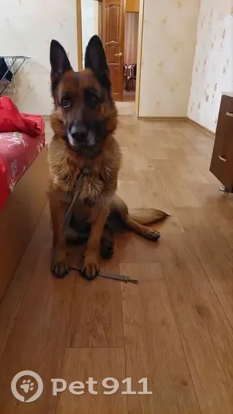 Найдена собака, женский пол, Чистопольская улица, Казань - photo