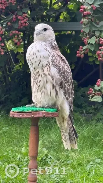 Пропал сокол-балобан, мужской, улица Пляжная, Балтийск - photo