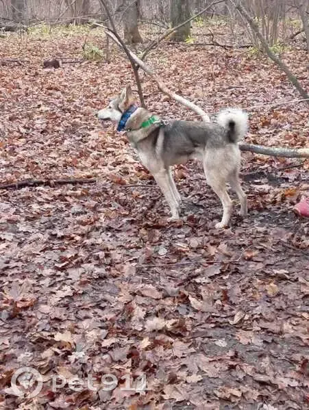 Пропал собака, Базовый проезд, 21Б, Чебоксары - серый с зелёным ошейником - photo