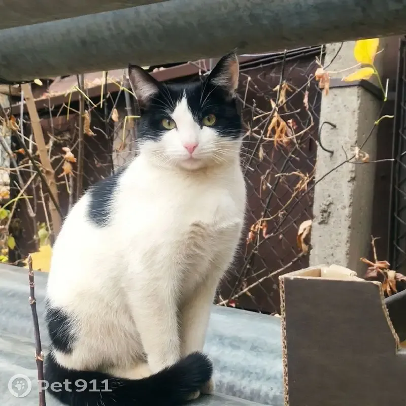 Пропал кот, улица Карла Маркса, Чебоксары - чёрно-белый окрас - photo