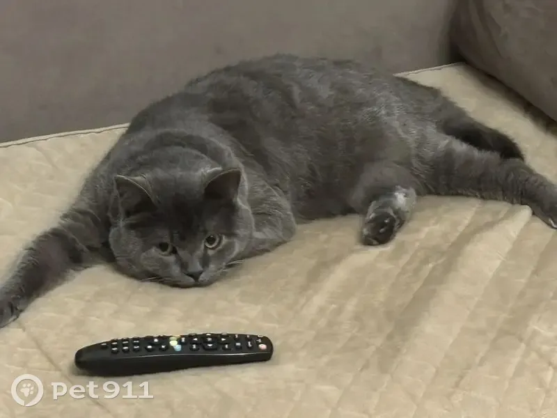 Пропал кот, Боровское, ул. Зеленая, д.24, Рыльск - британец с фиолетовым ошейником - photo