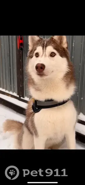 Пропала собака, женский пол, улица Грибоедова, Челябинск - photo