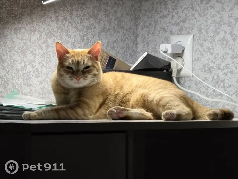 Пропал кот, улица Ломакина, Волгоград - рыжий, молодой, кличка Сима - photo