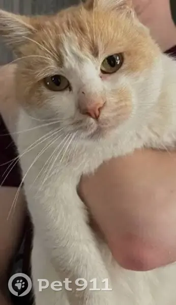 Пропал кот, Советская улица, 30, Славянск-на-Кубани - бело-рыжий, крупный - photo